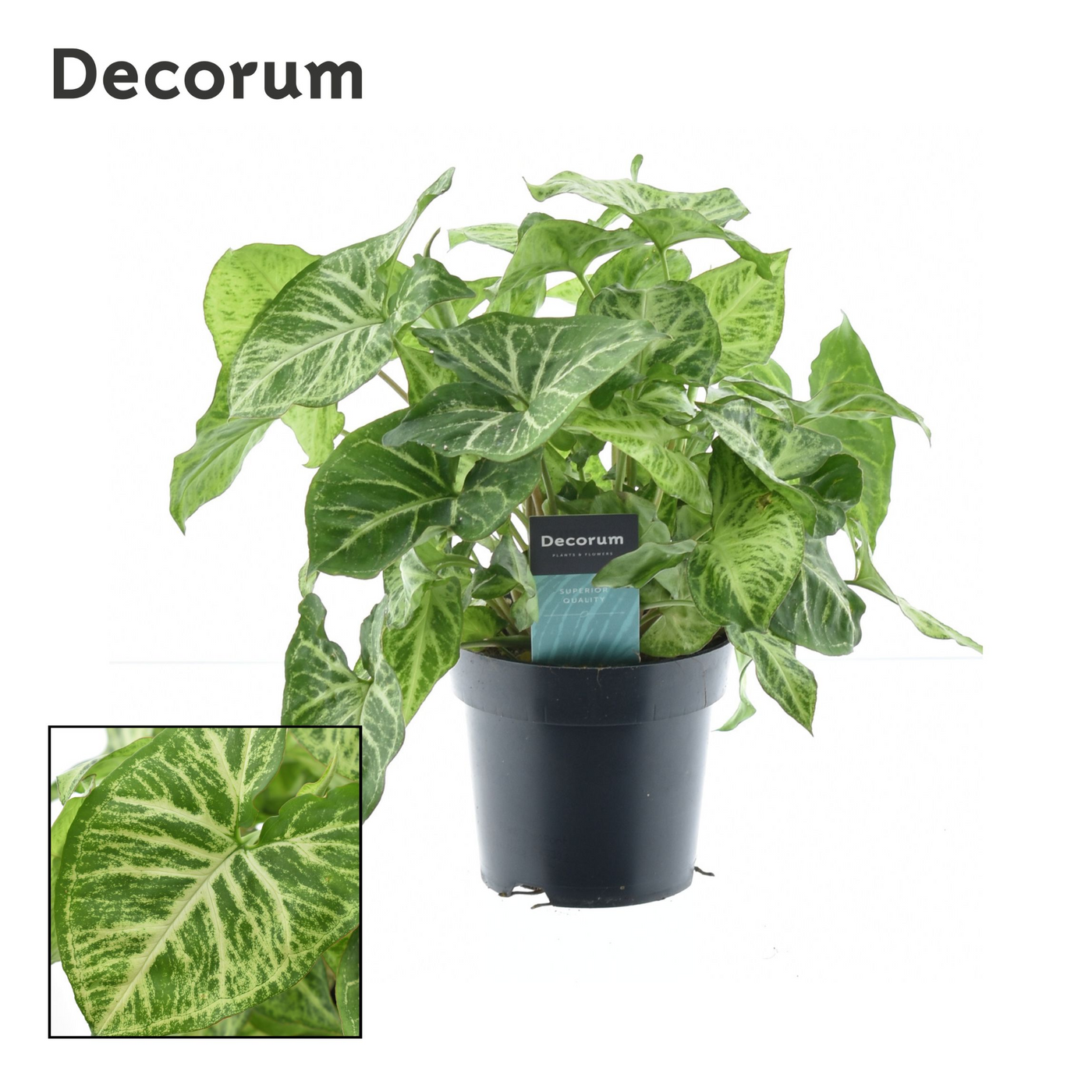 Planta naturala H30cm Syngonium Arrow Feel Green PS14/ in pamant