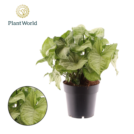 Planta naturala H30cm Syngonium 'White Butterfly' PS14/ in pamant