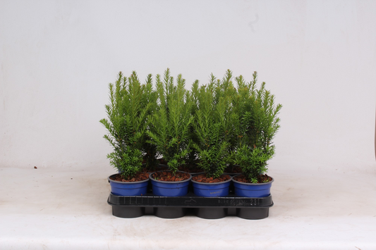 Planta naturala H30cm Taxus x media 'Hillii' PS11/ in pamant