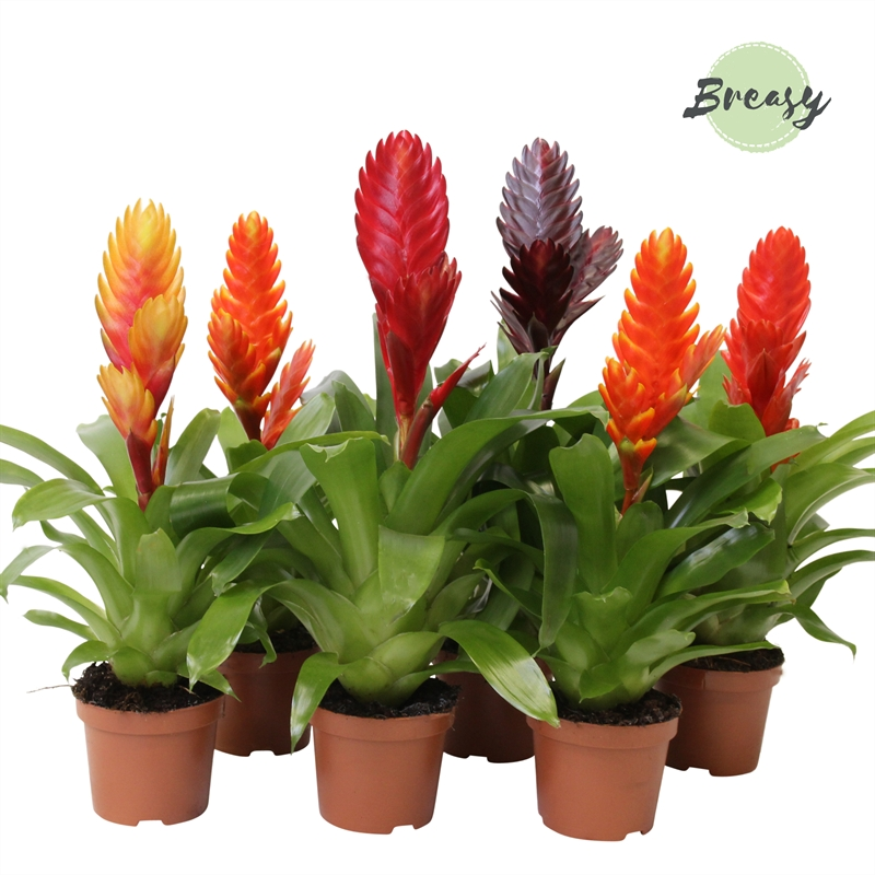 Planta naturala H30cm Vriesea Classic mix PS9/ in pamant