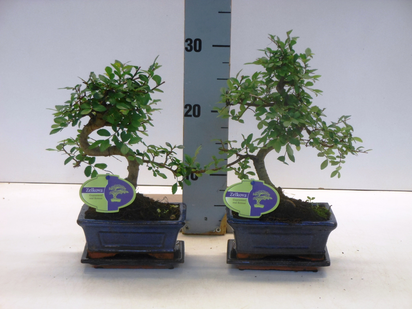 Planta naturala H30cm Zelkova parvifolia PS15/ in pamant
