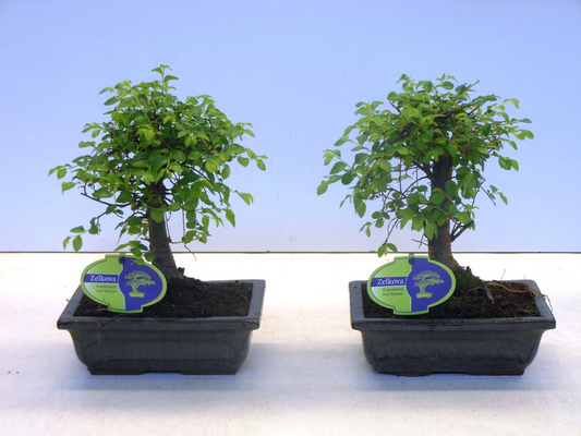 Planta naturala H30cm Zelkova parvifolia PS20/ in pamant