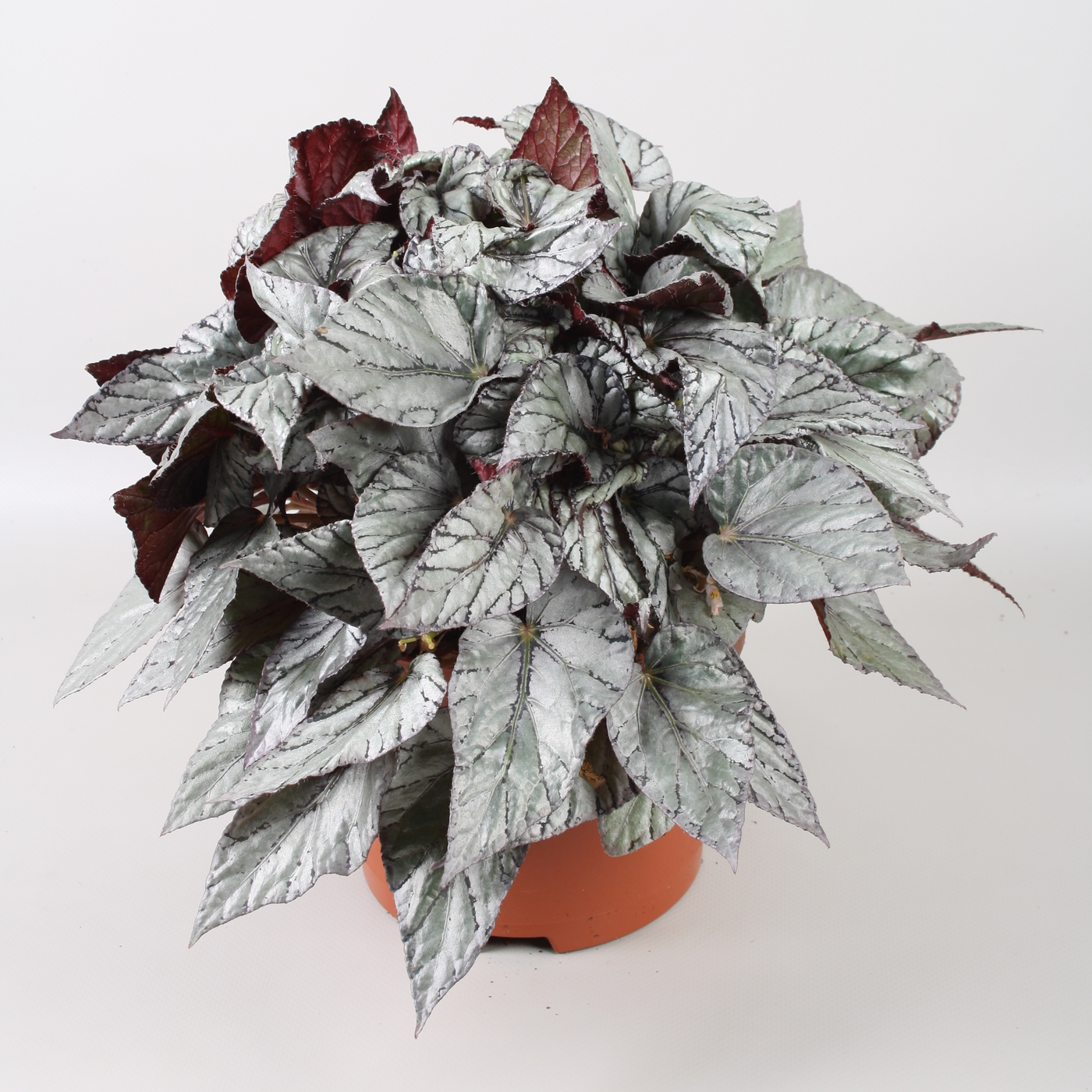 Planta naturala H32cm Begonia Beleaf Arctic Breeze PS17/ in pamant