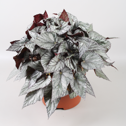 Planta naturala H32cm Begonia Beleaf Arctic Breeze PS17/ in pamant