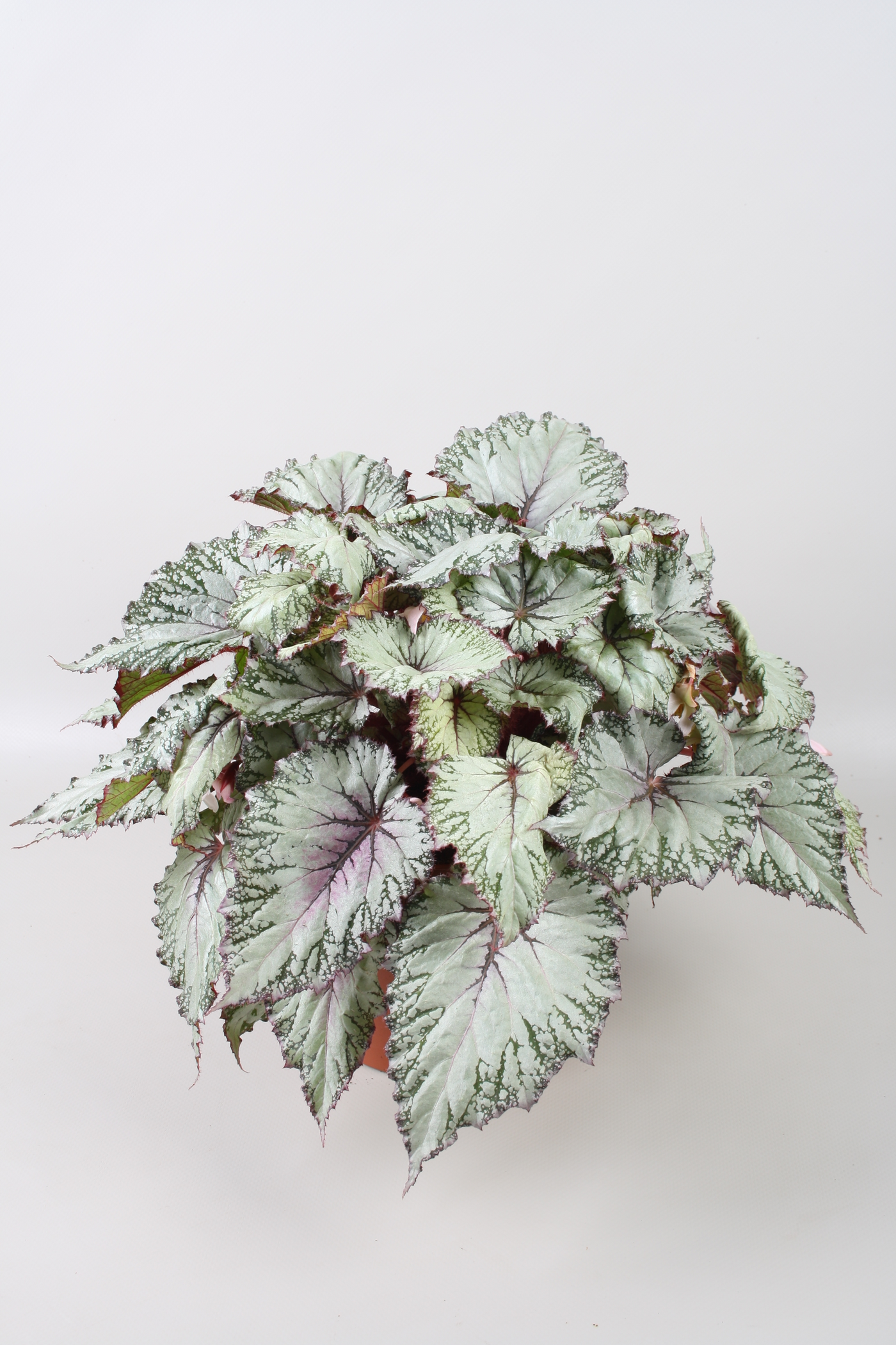 Planta naturala H32cm Begonia Beleaf Asian Tundra PS17/ in pamant