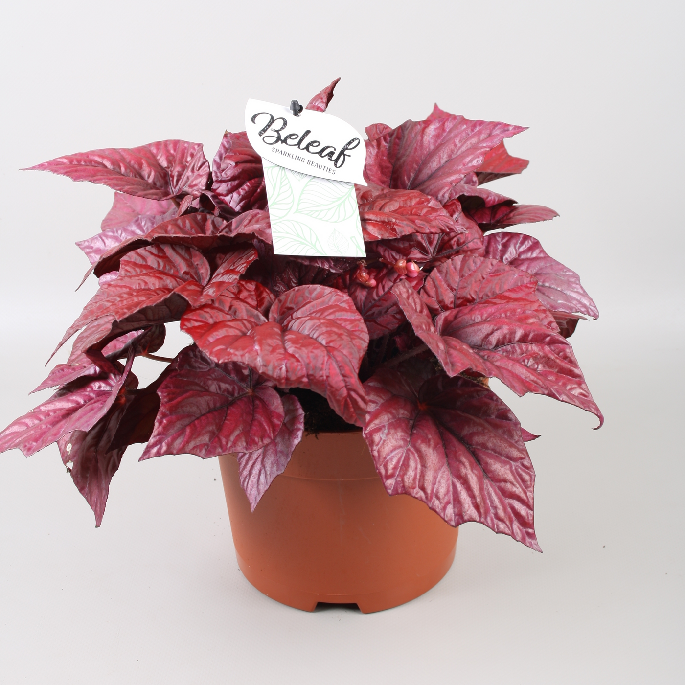 Planta naturala H32cm Begonia Beleaf Inca Flame PS17/ in pamant