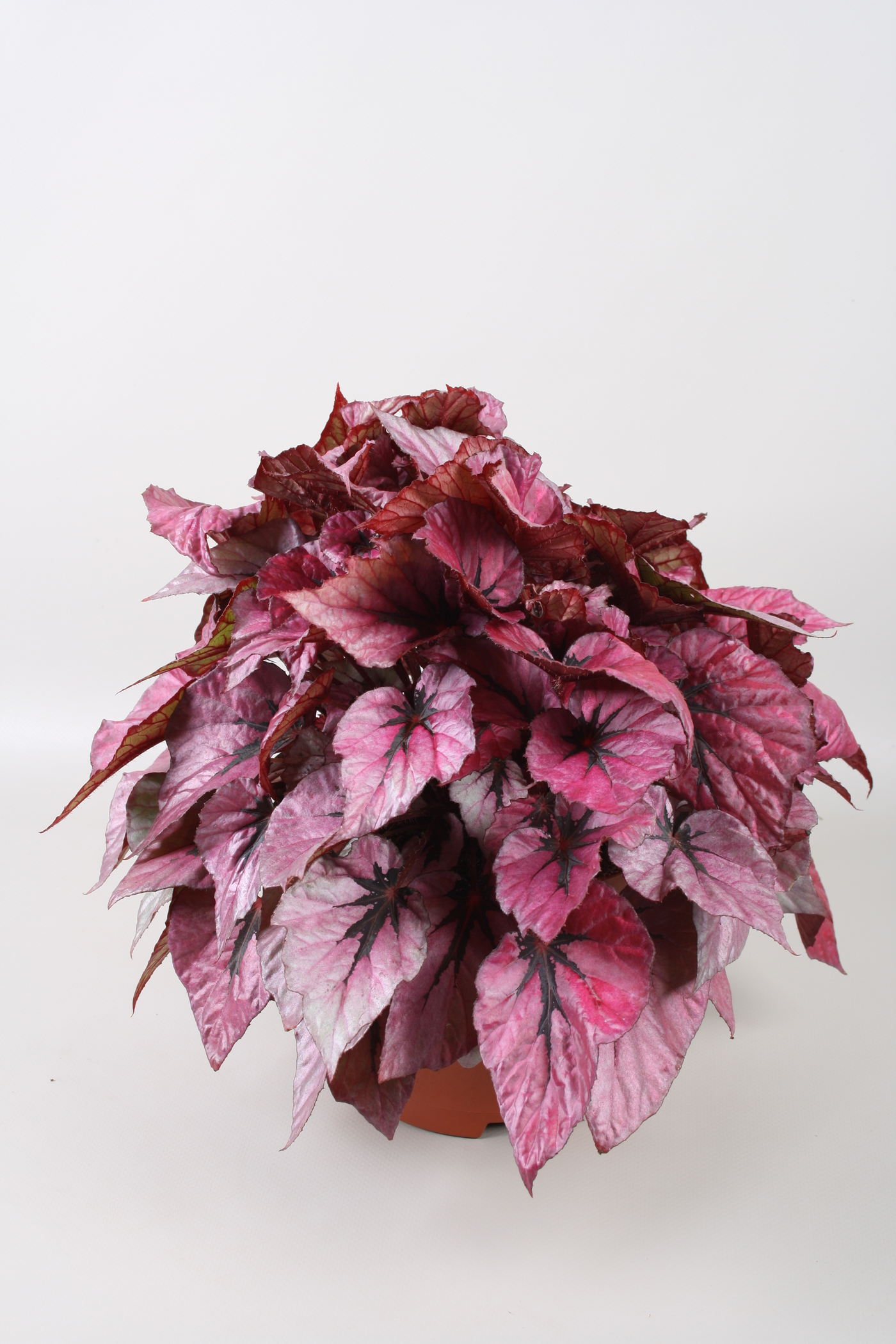 Planta naturala H32cm Begonia Beleaf Indian Summer PS17/ in pamant