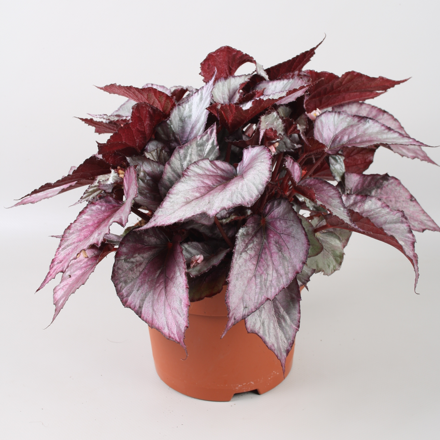 Planta naturala H32cm Begonia Beleaf Maori Haze PS17/ in pamant