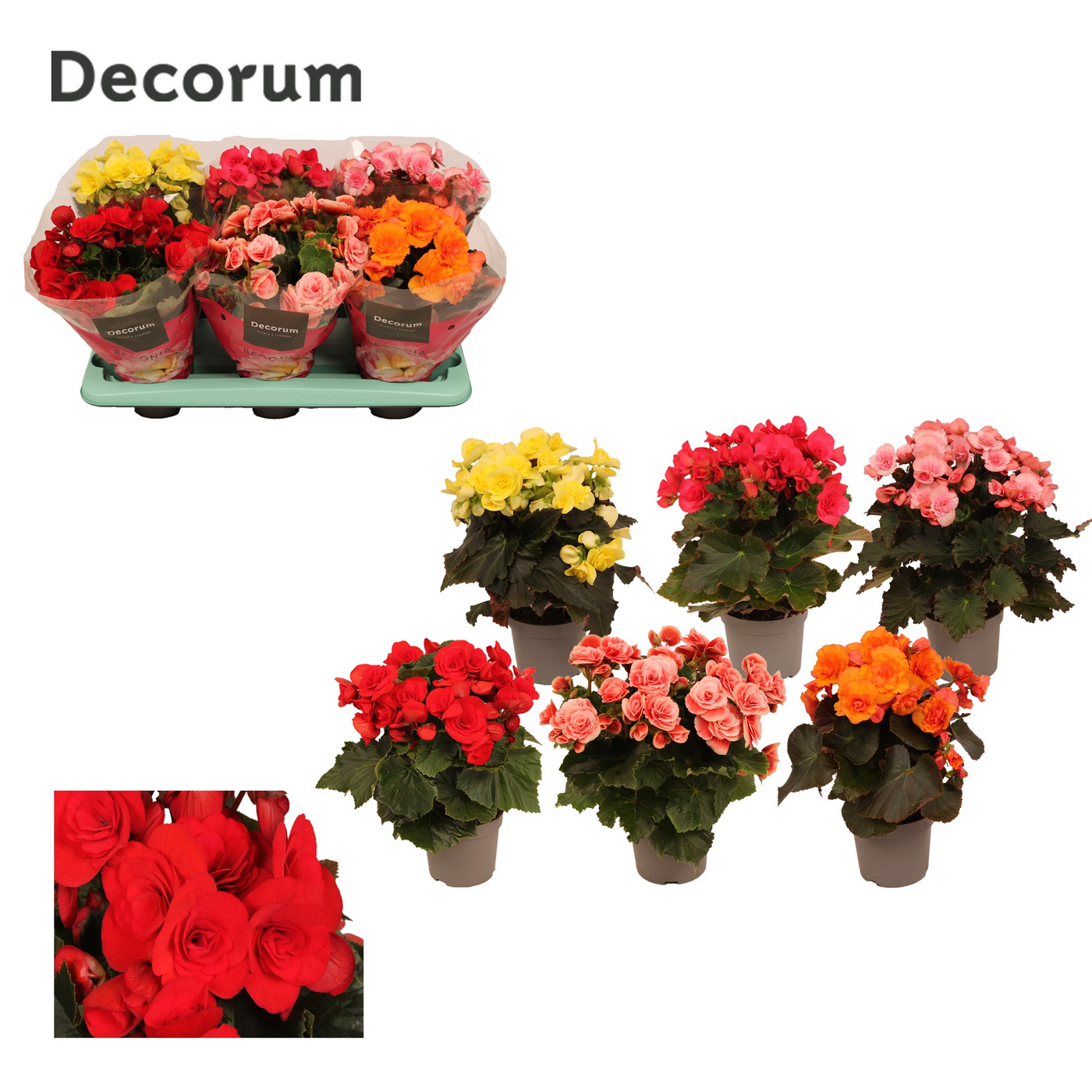 Planta naturala H32cm Begonia mix PS13/ in pamant
