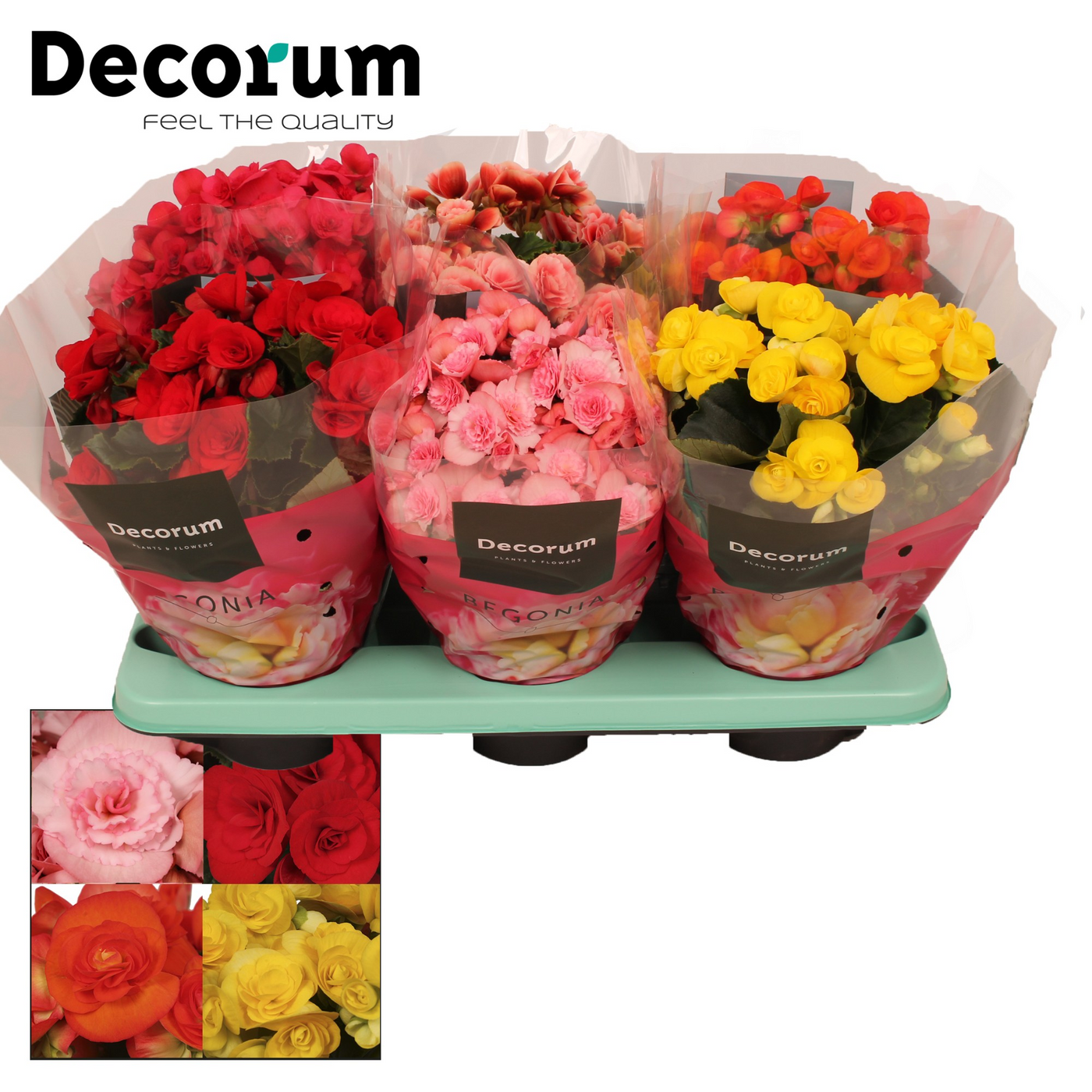 Planta naturala H32cm Begonia mix PS14/ in pamant
