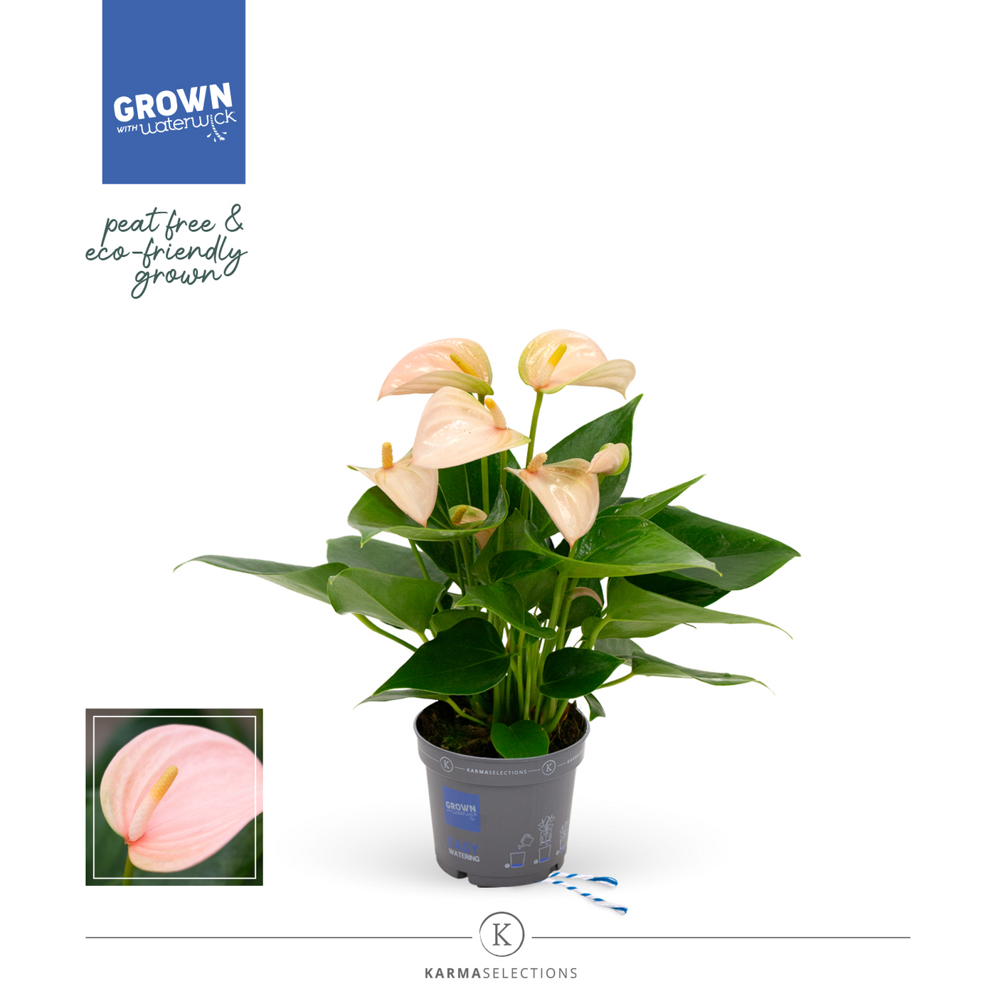Planta naturala H33cm Anthurium Joli Peach PS9/ in pamant