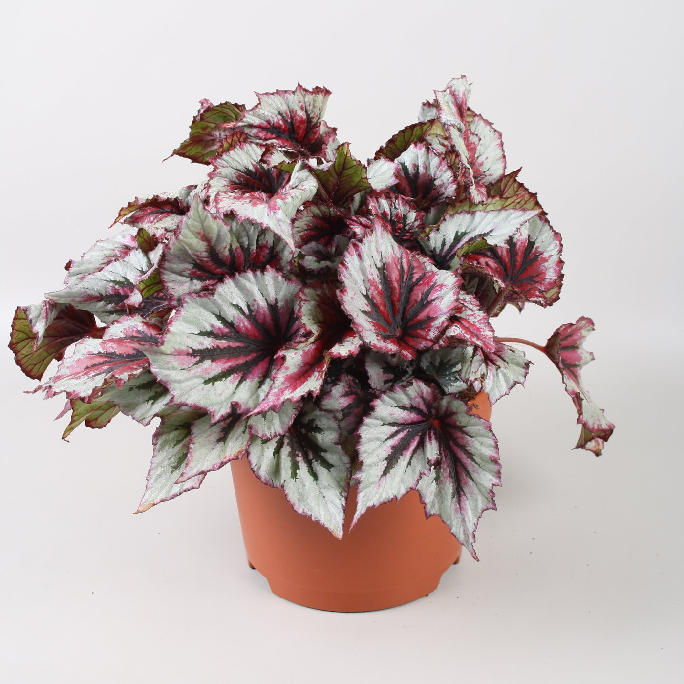 Planta naturala H33cm Begonia Beleaf Evening Glow PS17/ in pamant