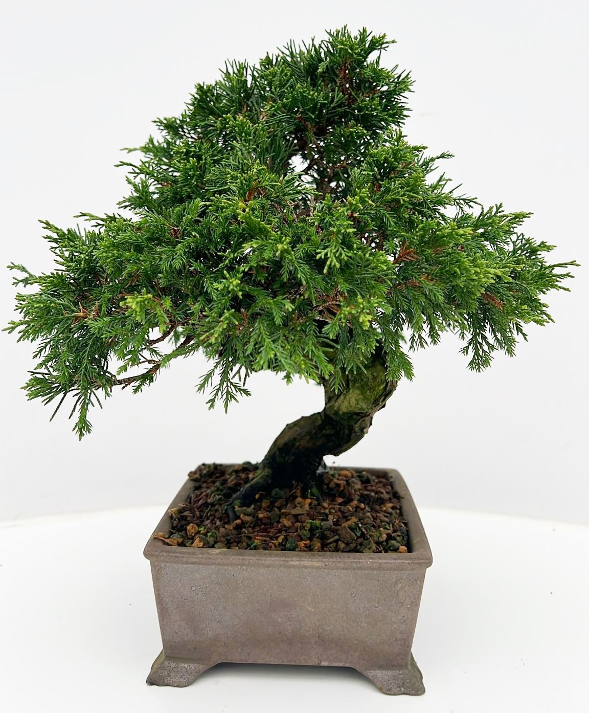 Planta naturala H34cm Juniperus chinensis PS18/ in pamant