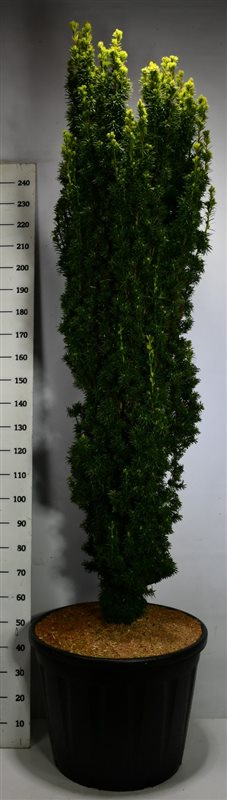 Planta naturala H350cm Taxus baccata 'Fastigiata Aurea' PS65/ in pamant