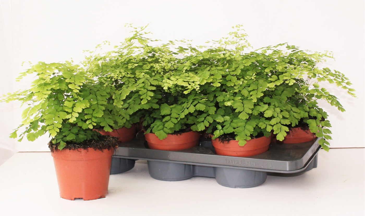 Planta naturala H35cm Adiantum raddianum 'Fragrans' PS14/ in pamant