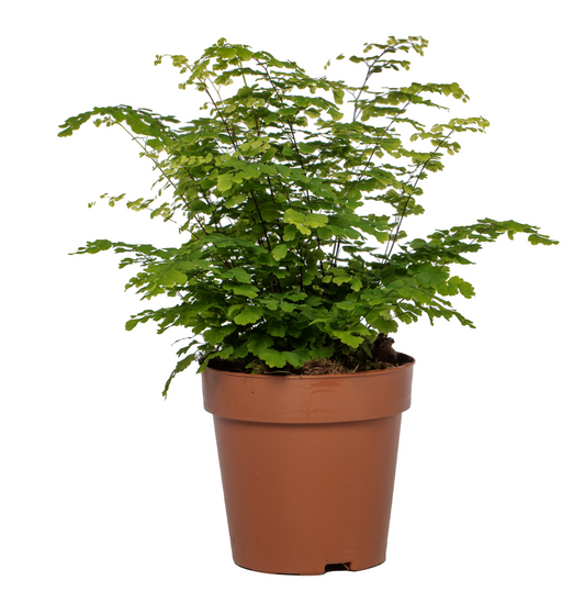 Planta naturala H35cm Adiantum raddianum 'Fritz-Luthi' PS12/ in pamant