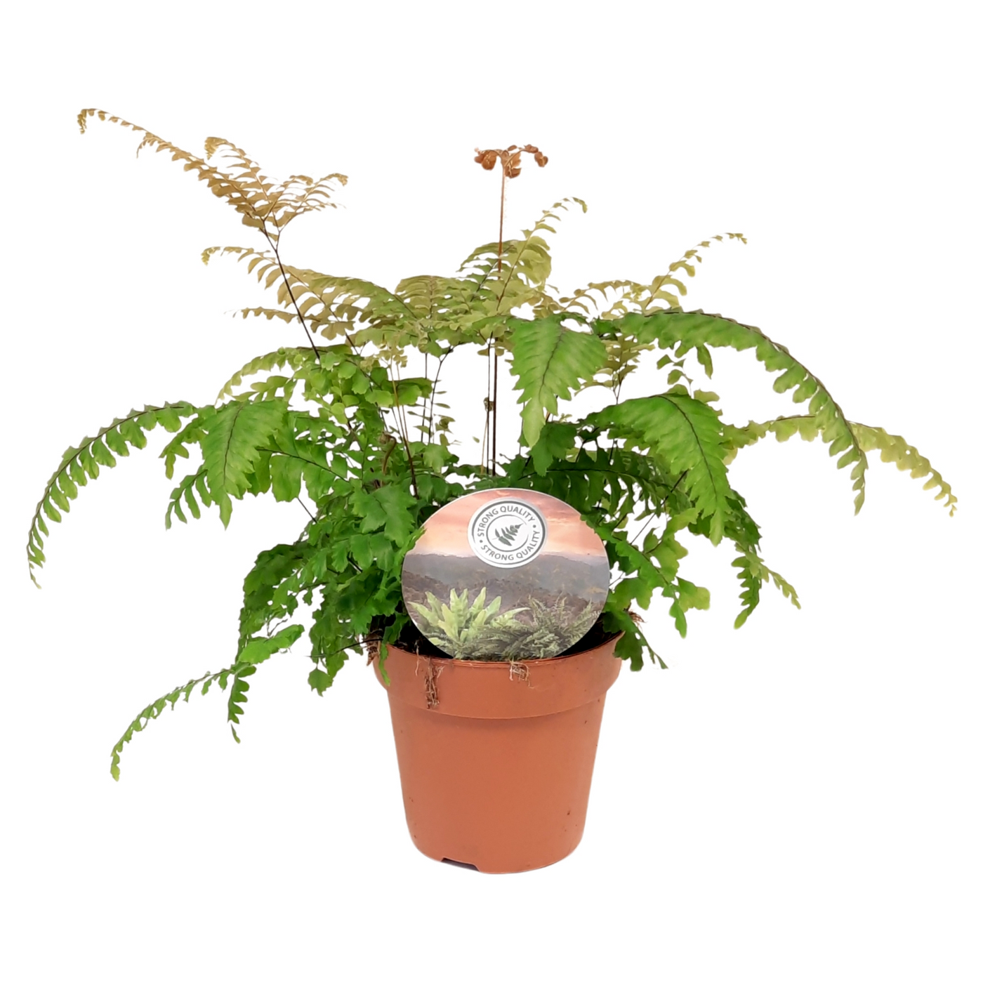 Planta naturala H35cm Adiantum tenerum 'Scutum Roseum' PS12/ in pamant