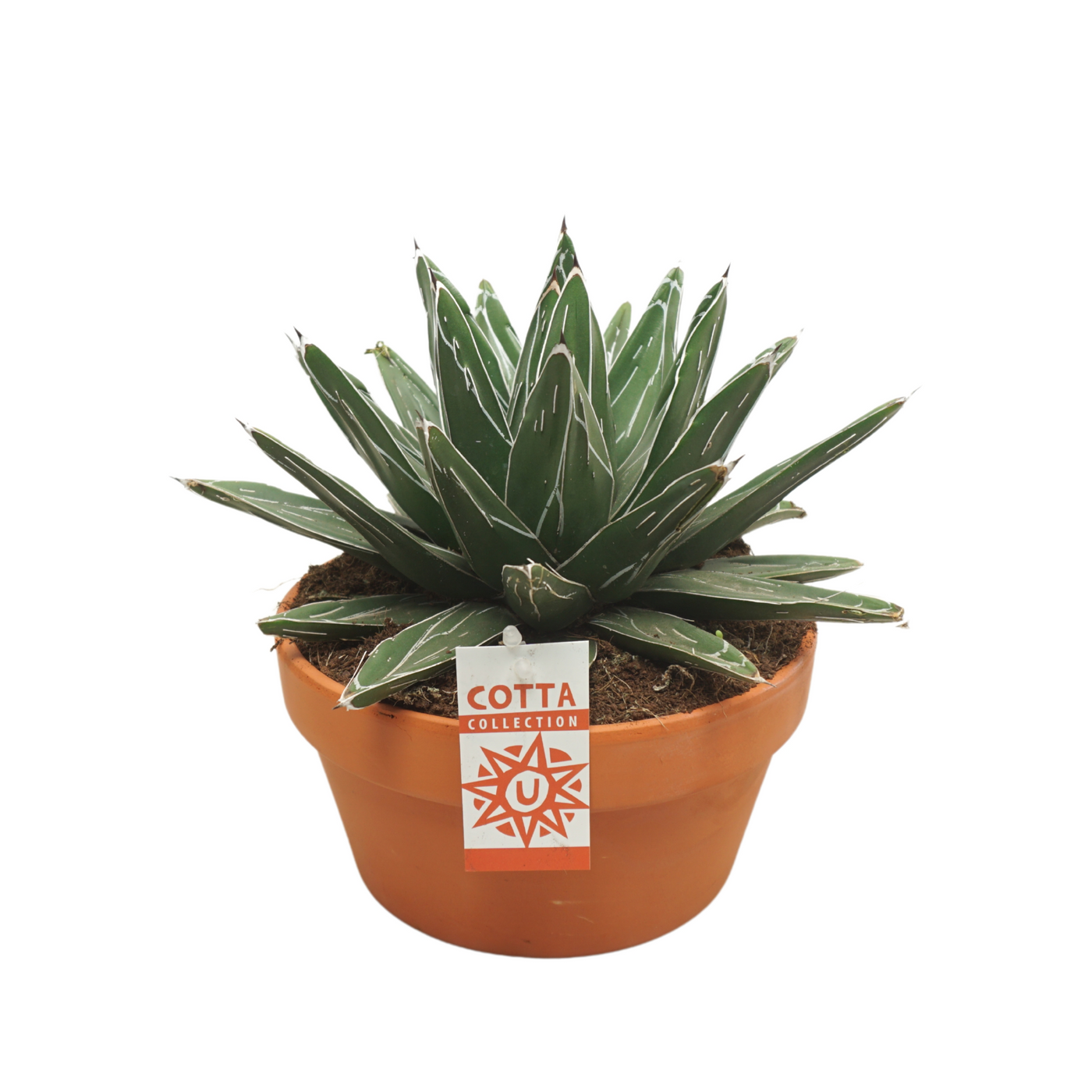 Planta naturala H35cm Agave victoriae-reginae PS20/ in pamant