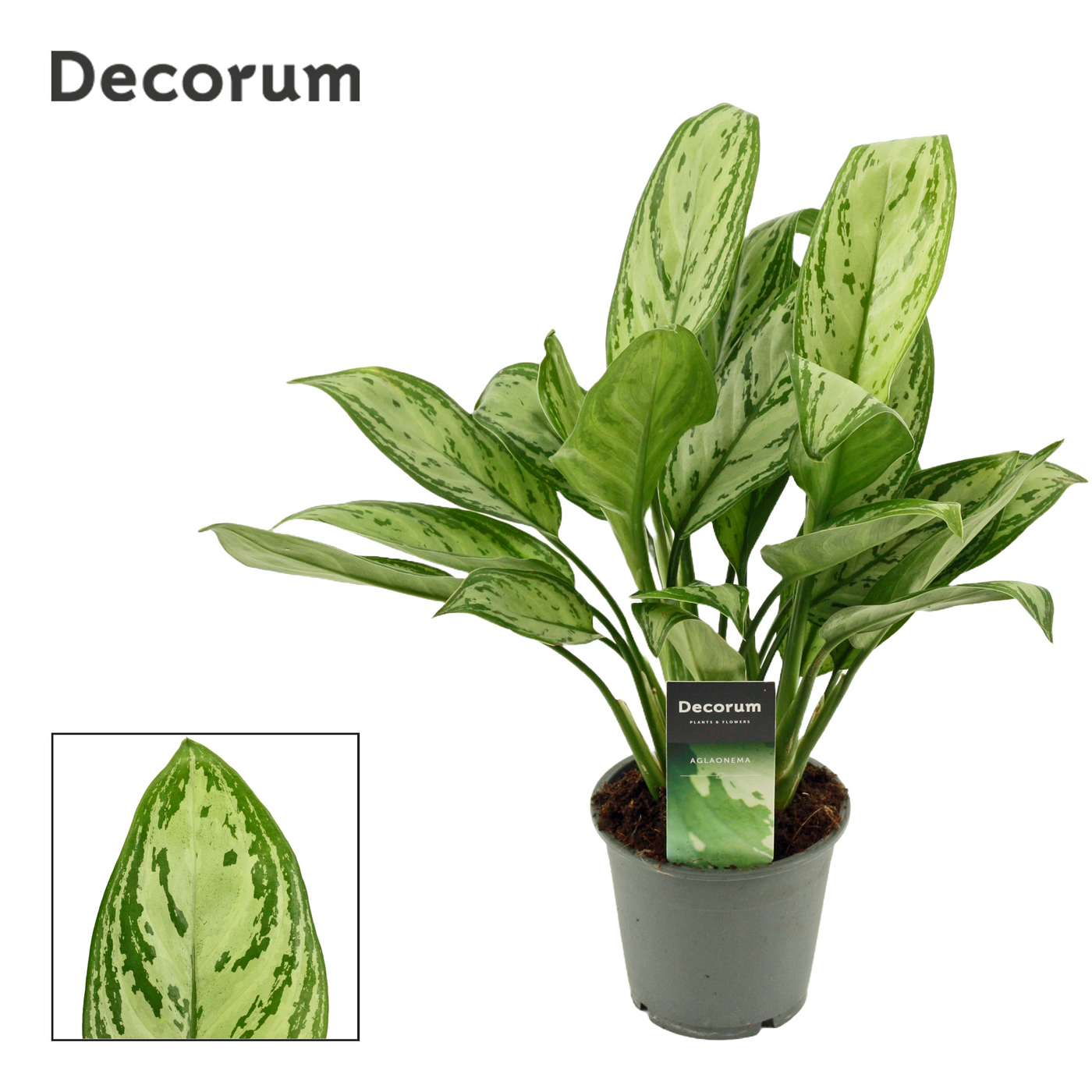 Planta naturala H35cm Aglaonema Christina PS12/ in pamant