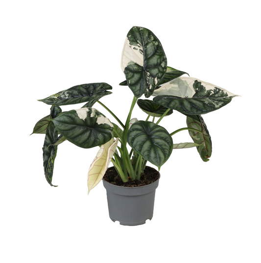 Planta naturala H35cm Alocasia 'Dragon Scale' PS12/ in pamant