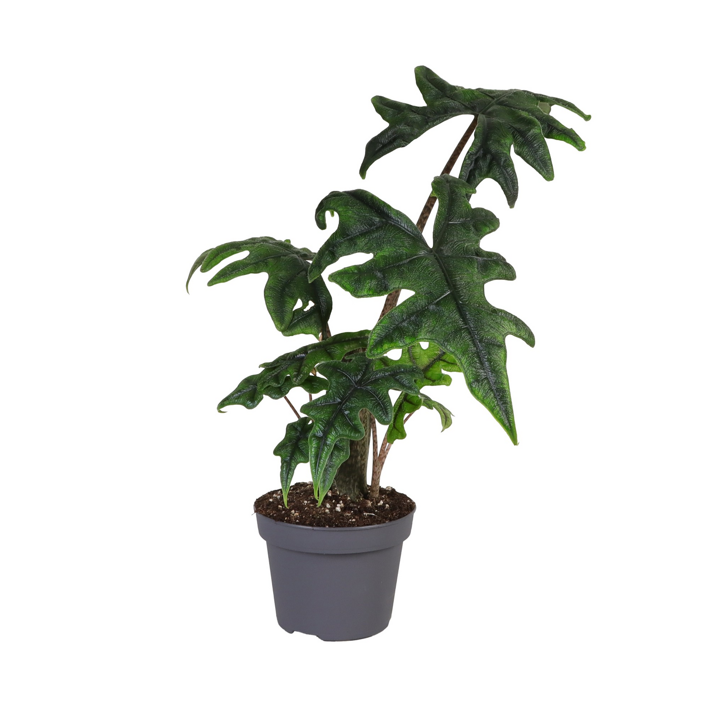 Planta naturala H35cm Alocasia Jacklyn PS12/ in pamant