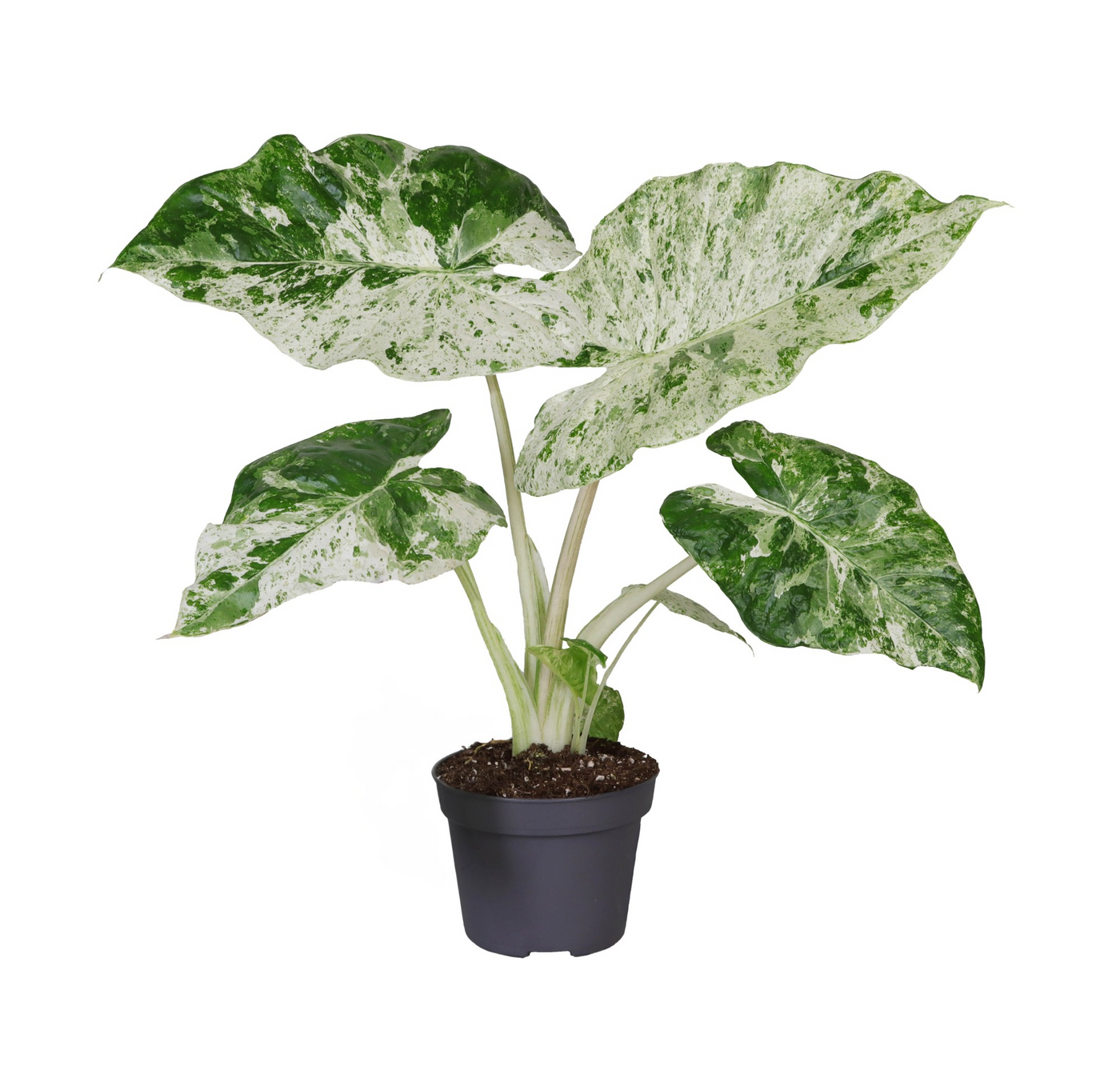 Planta naturala H35cm Alocasia macrorrhizos Camouflage PS12/ in pamant