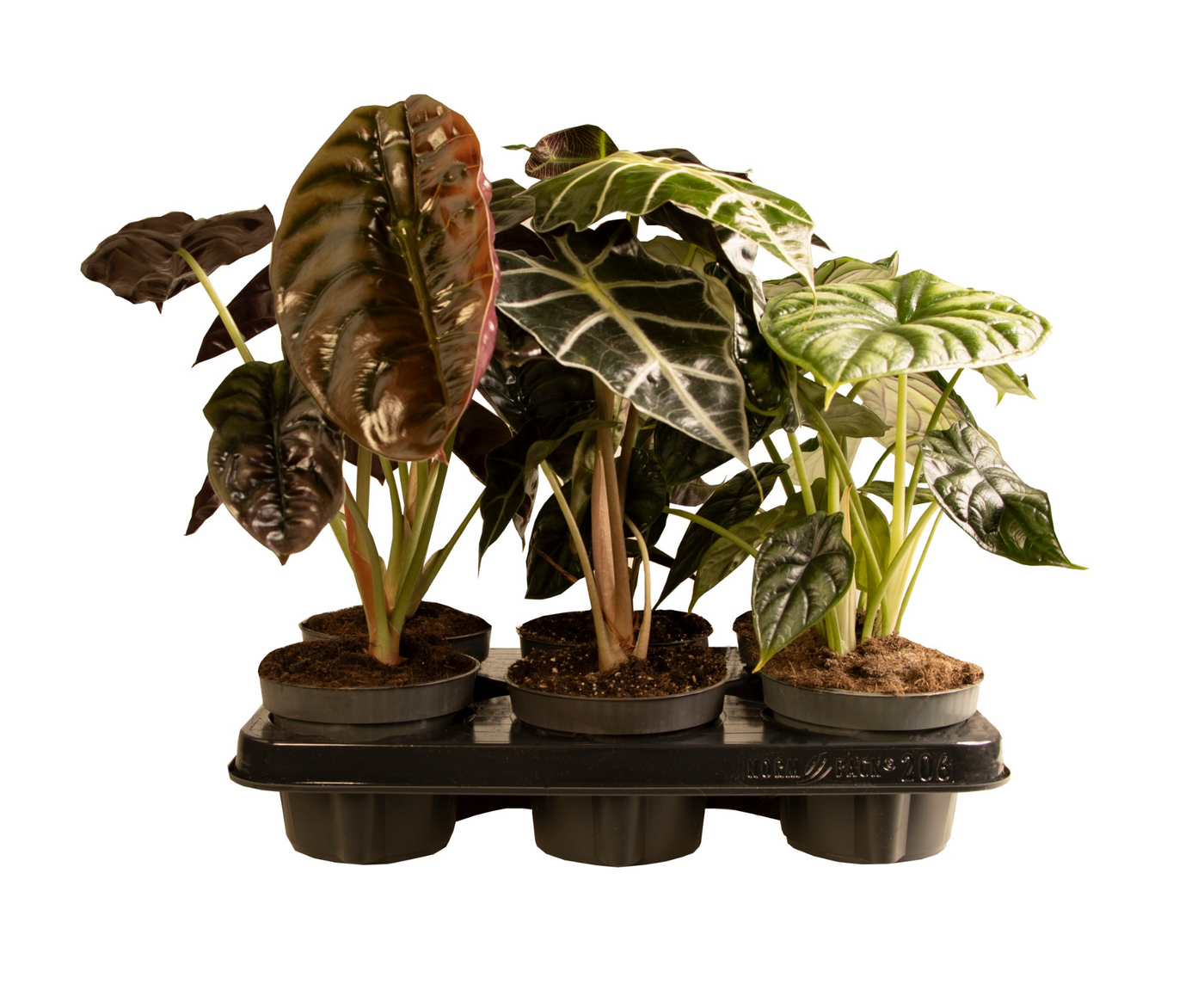 Planta naturala H35cm Alocasia mix PS12/ in pamant