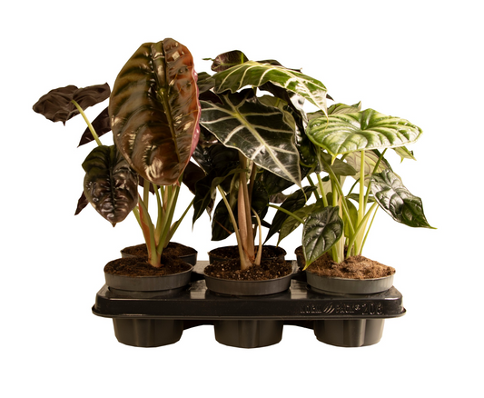 Planta naturala H35cm Alocasia mix PS12/ in pamant