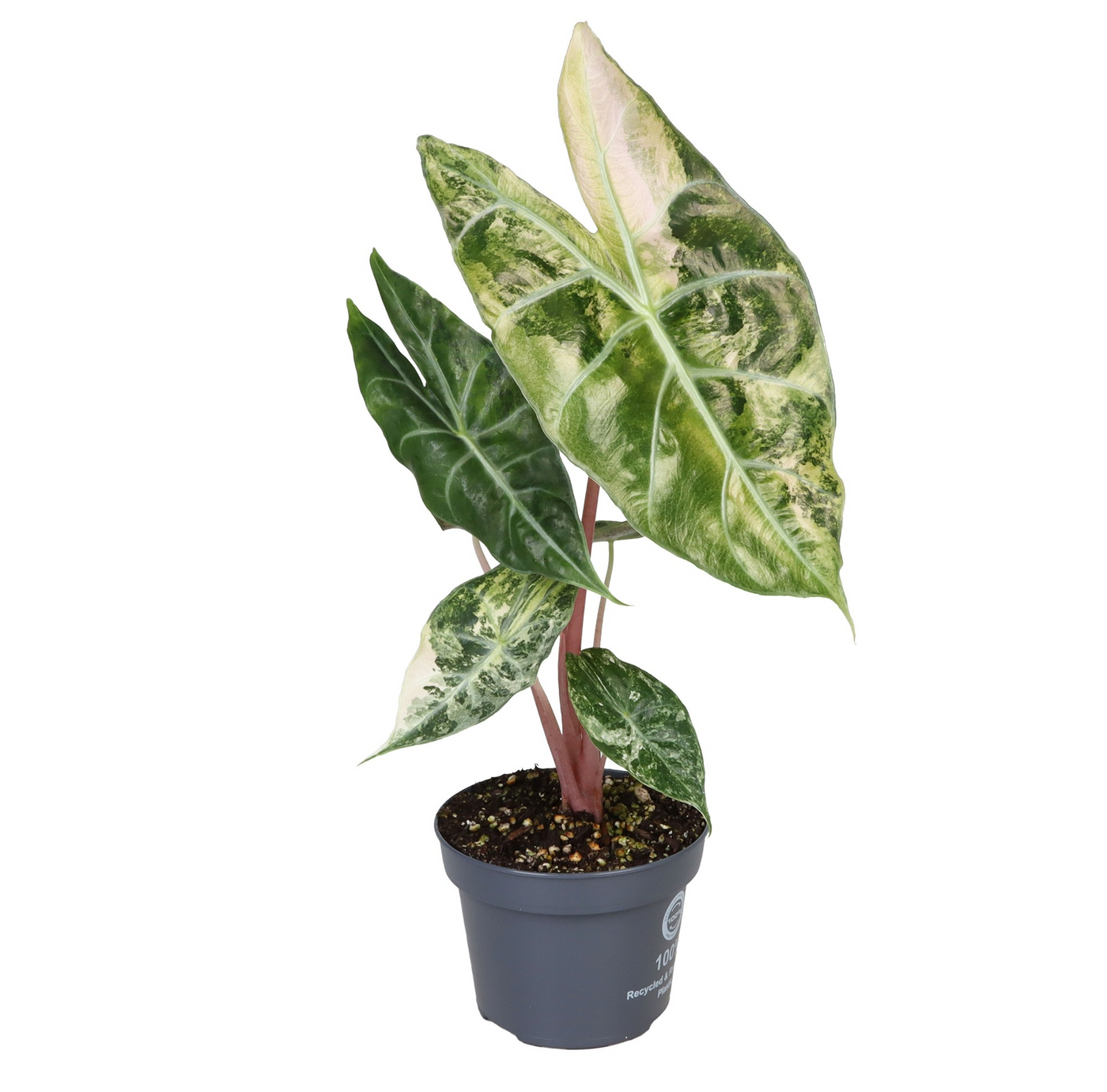 Planta naturala H35cm Alocasia Pink Dragon Nairobi Nights Variegated PS12/ in pamant