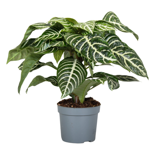 Planta naturala H35cm Aphelandra Green Botanica PS13/ in pamant