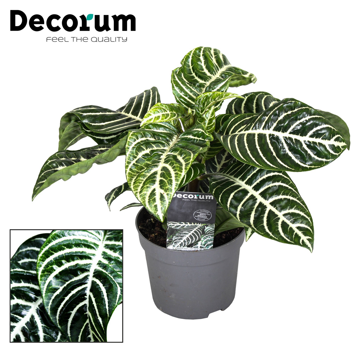 Planta naturala H35cm Aphelandra Green Botanica PS13/ in pamant