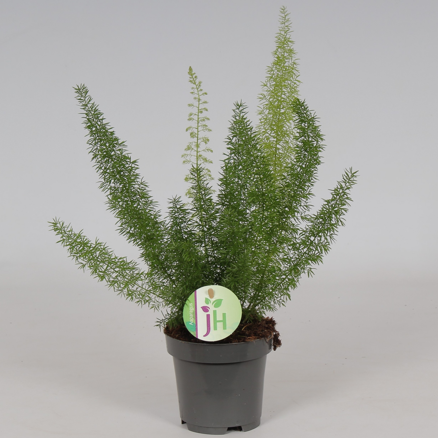 Planta naturala H35cm Asparagus densiflorus 'Myers' PS12/ in pamant