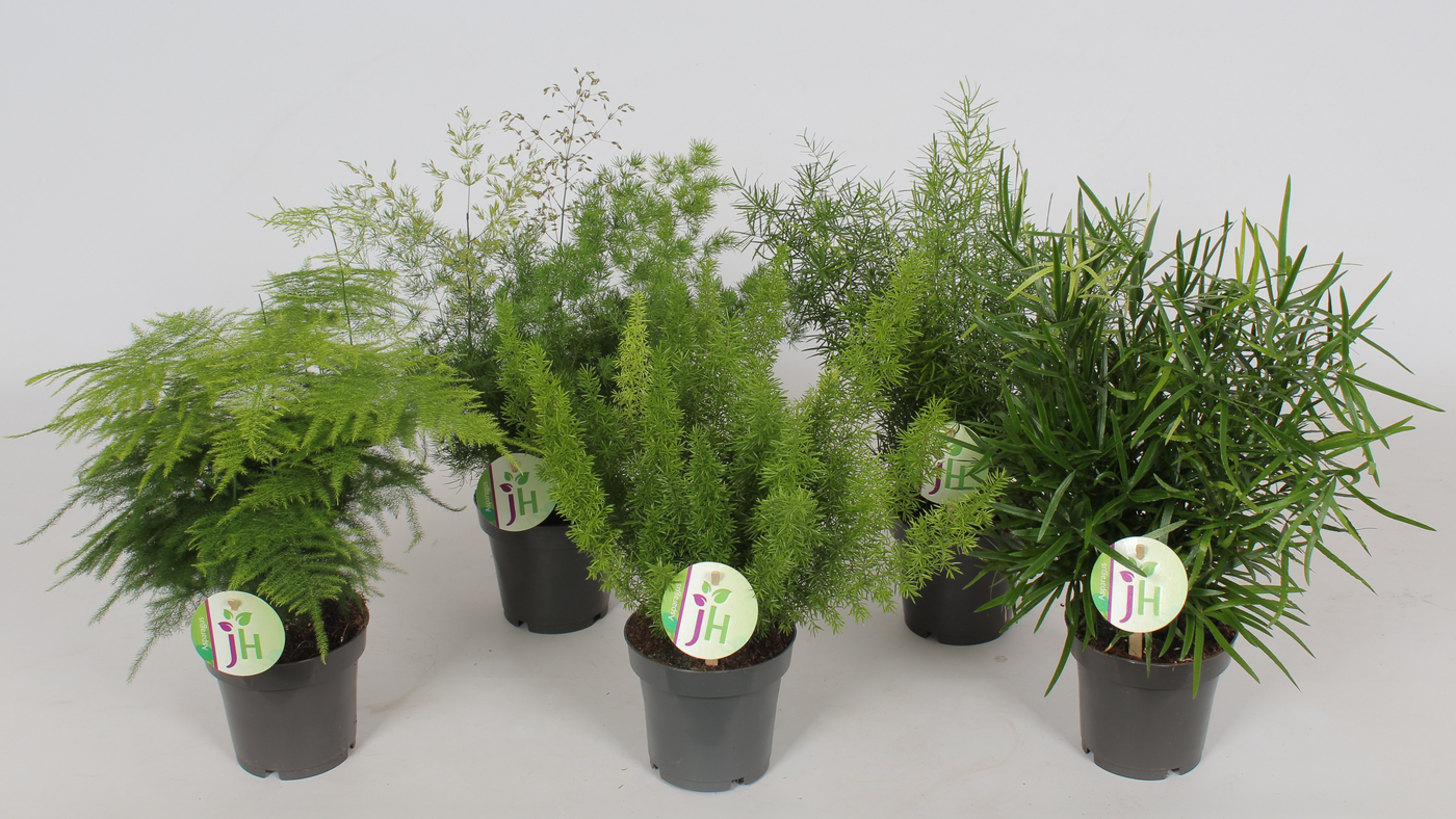 Planta naturala H35cm Asparagus gemengd PS12/ in pamant
