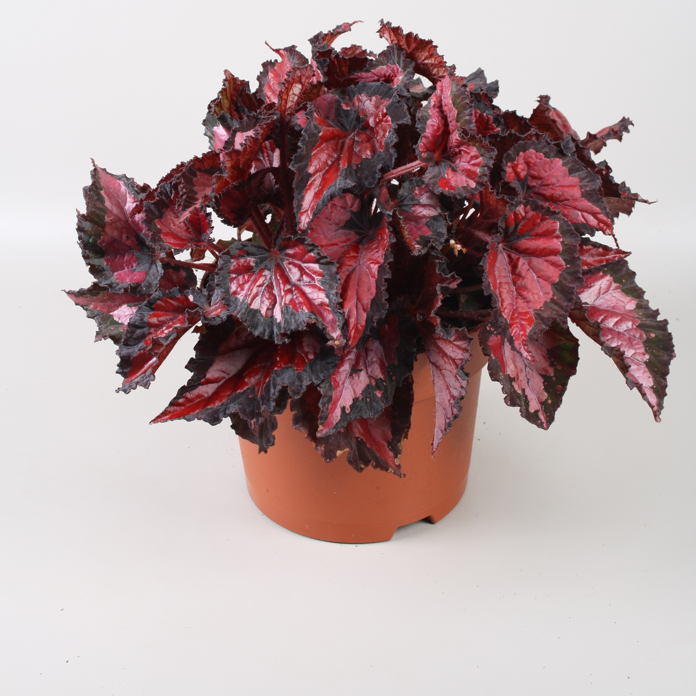 Planta naturala H35cm Begonia Beleaf Inca Night PS17/ in pamant