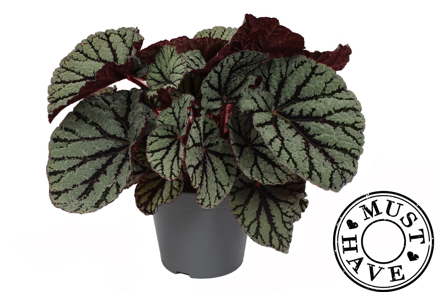 Planta naturala H35cm Begonia Fedor PS17/ in pamant