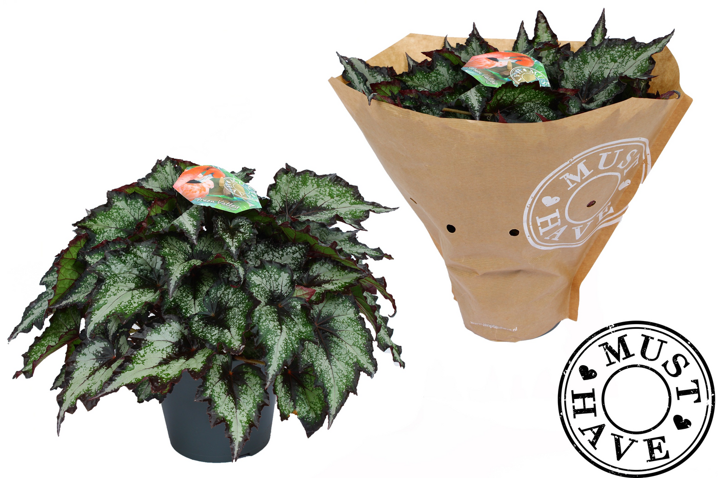 Planta naturala H35cm Begonia Green Valley PS17/ in pamant