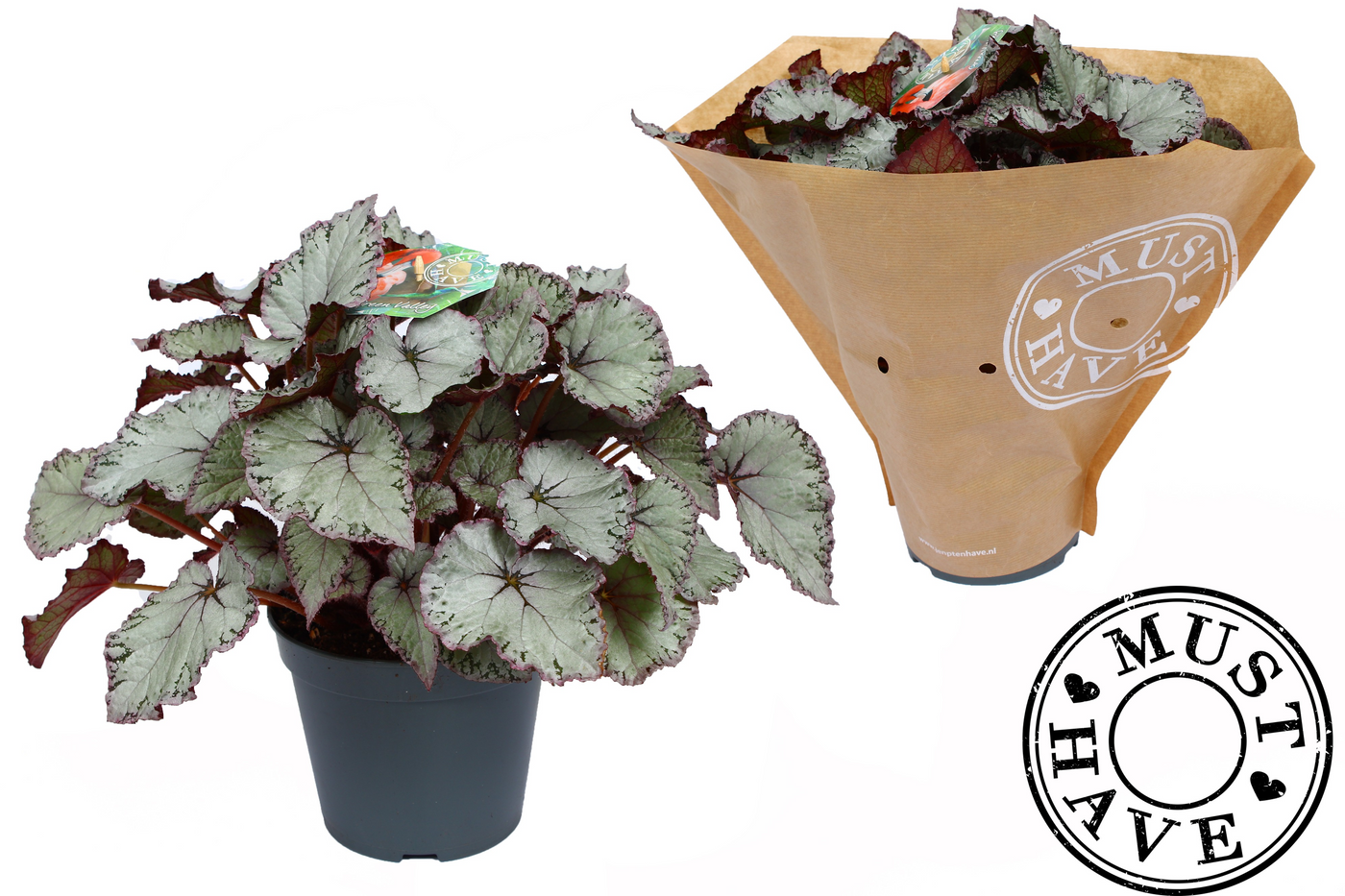 Planta naturala H35cm Begonia Hawaiian Silver PS17/ in pamant