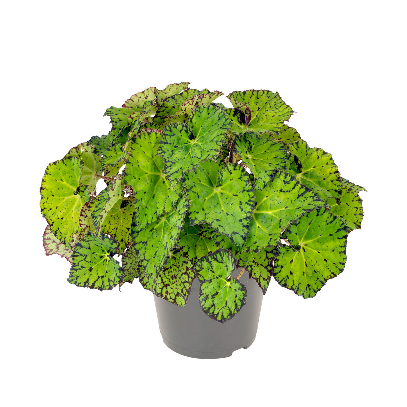 Planta naturala H35cm Begonia Lime Fever PS17/ in pamant