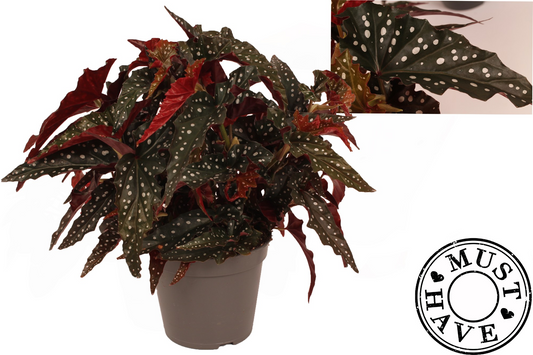 Planta naturala H35cm Begonia maculata 'Black Forest' PS17/ in pamant