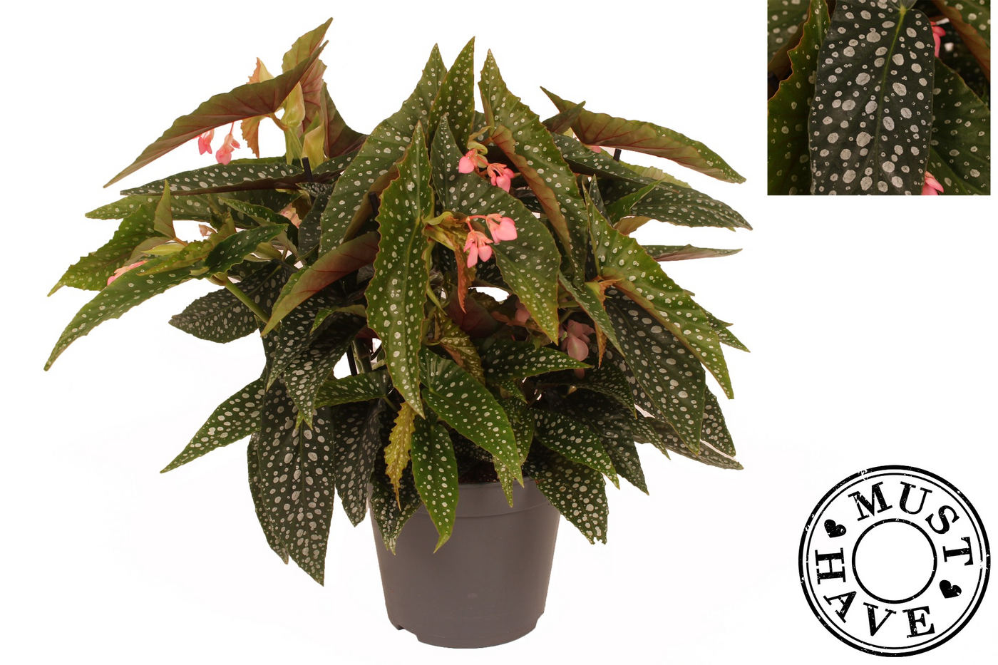 Planta naturala H35cm Begonia Maculata Double Dot PS17/ in pamant