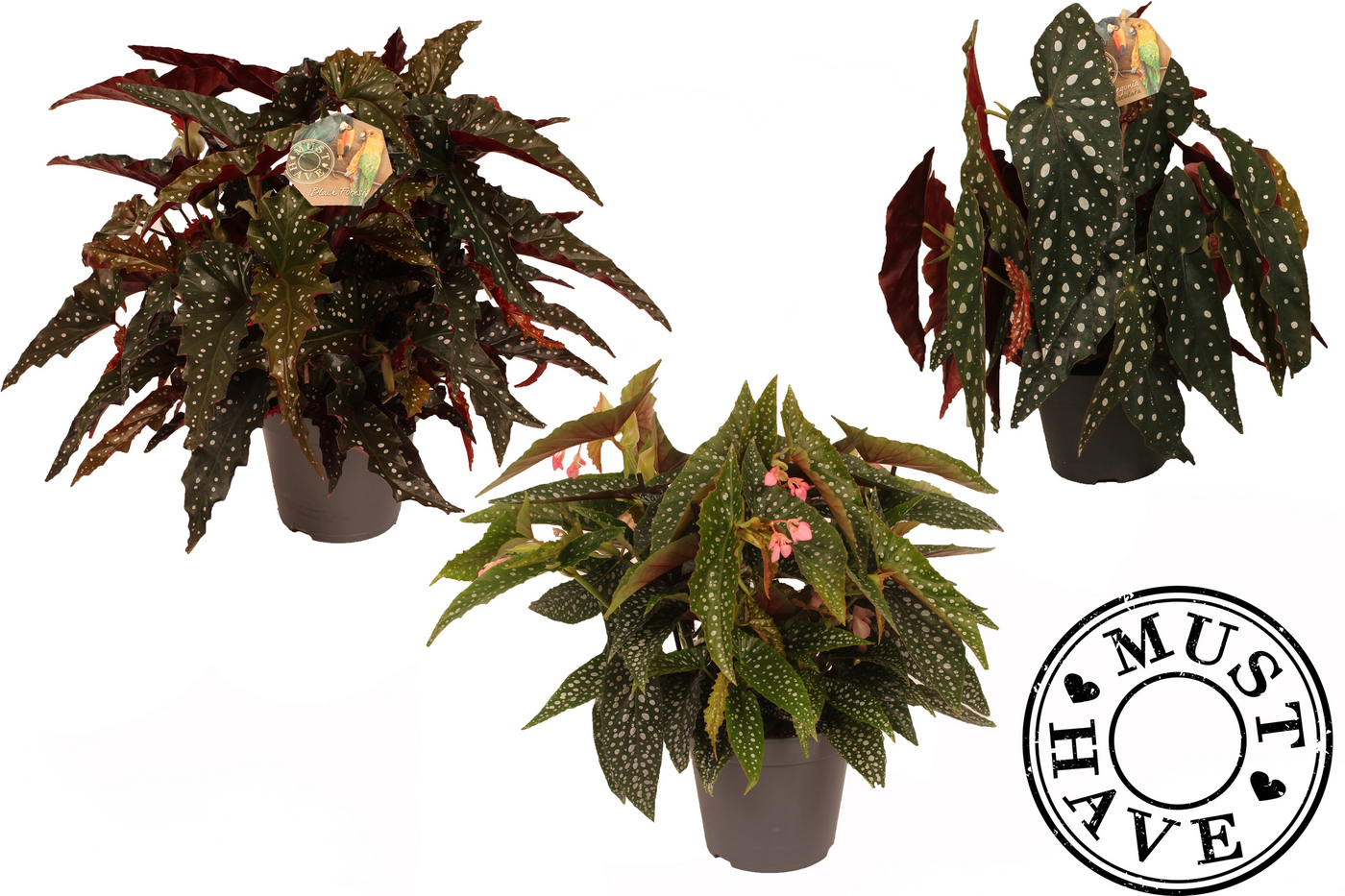 Planta naturala H35cm Begonia maculata mix PS17/ in pamant