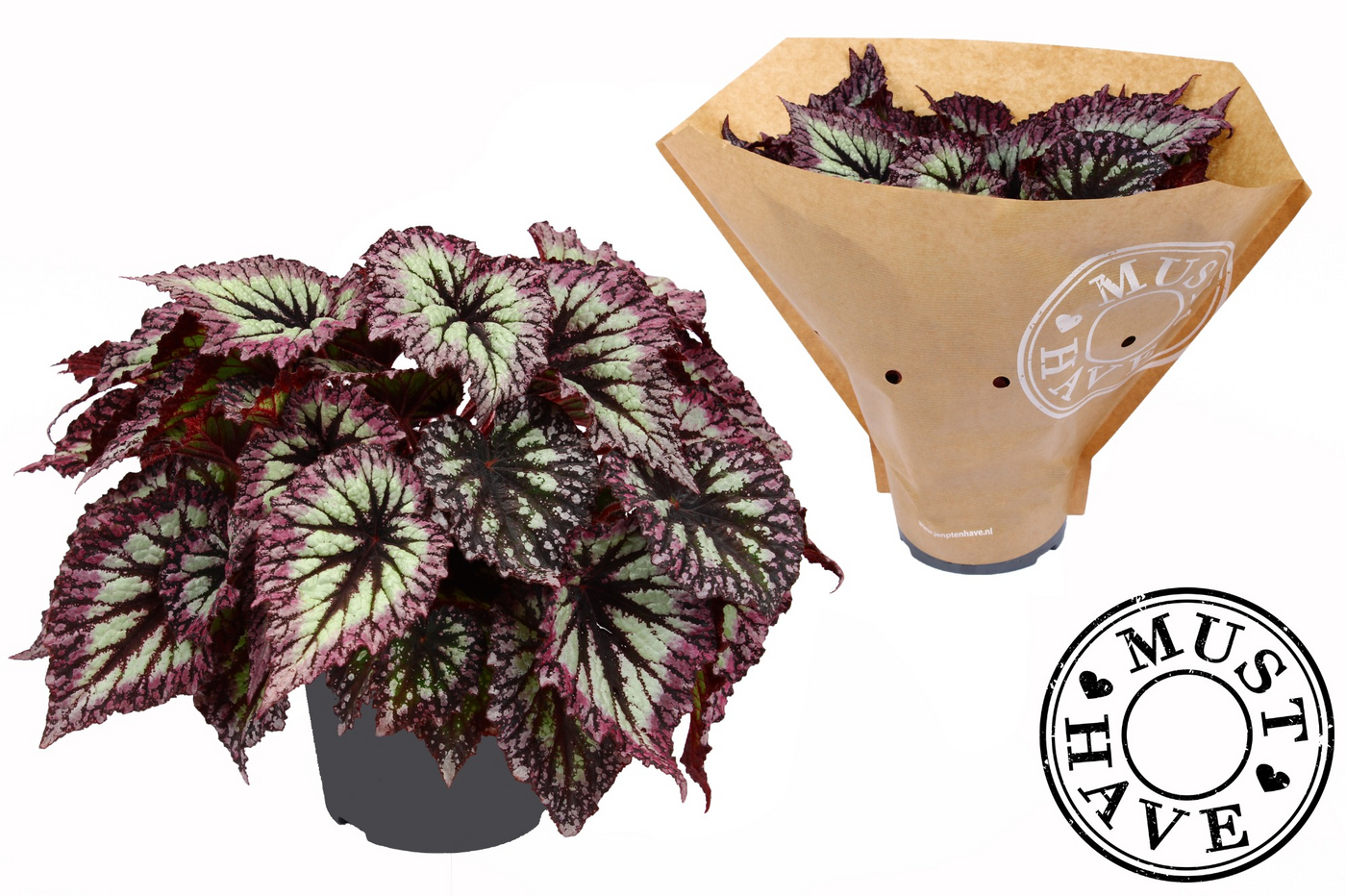 Planta naturala H35cm Begonia (Rex Grp) Fireworks PS17/ in pamant