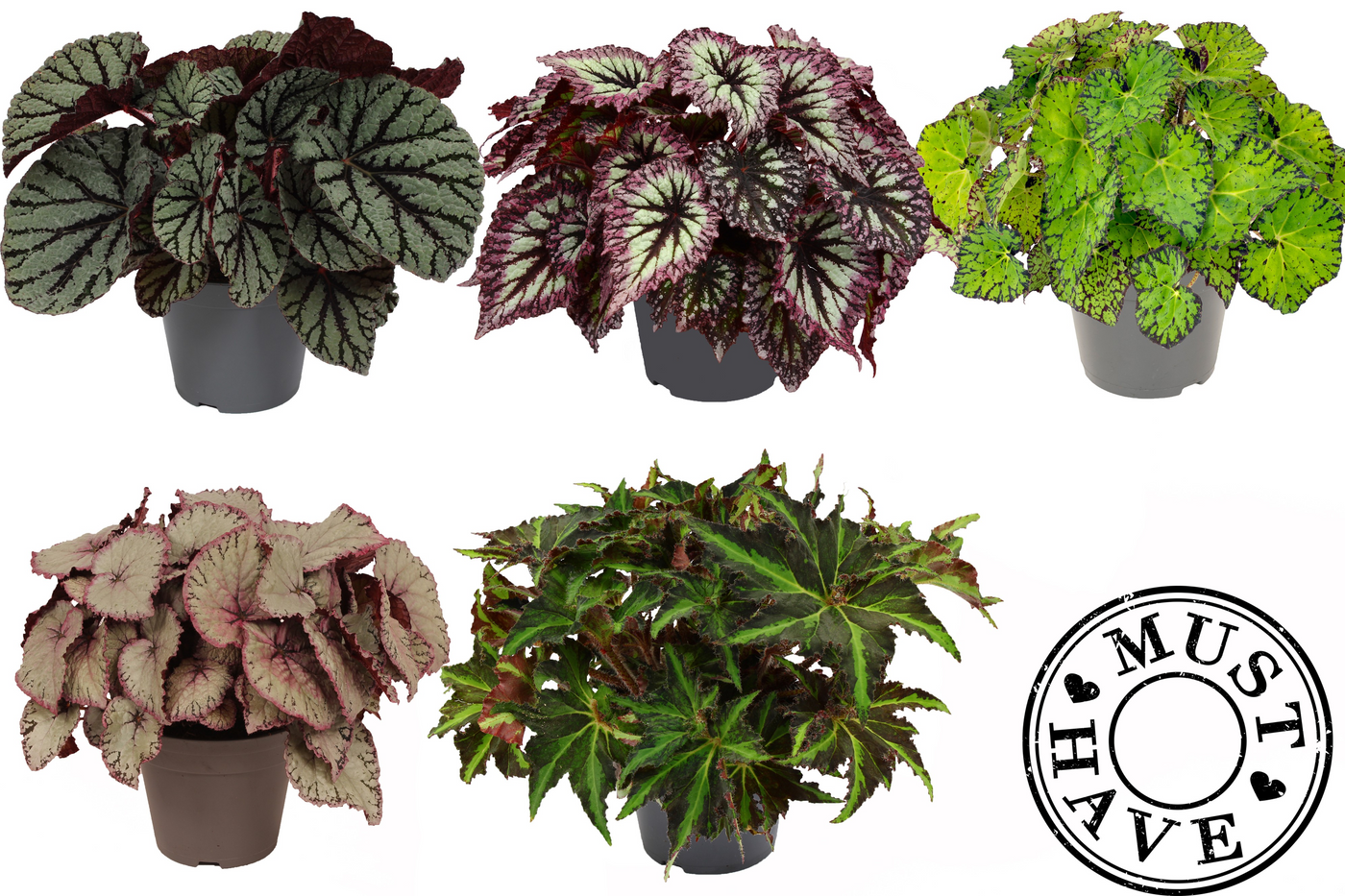 Planta naturala H35cm Begonia Rex mix PS17/ in pamant