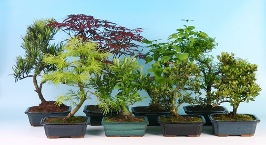 Planta naturala H35cm Bonsai mix outdoor PS20/ in pamant