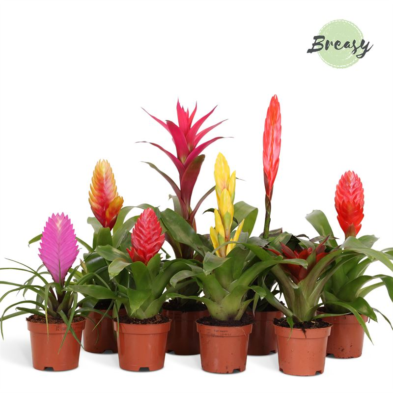 Planta naturala H35cm Bromelia Surprise mix PS9/ in pamant