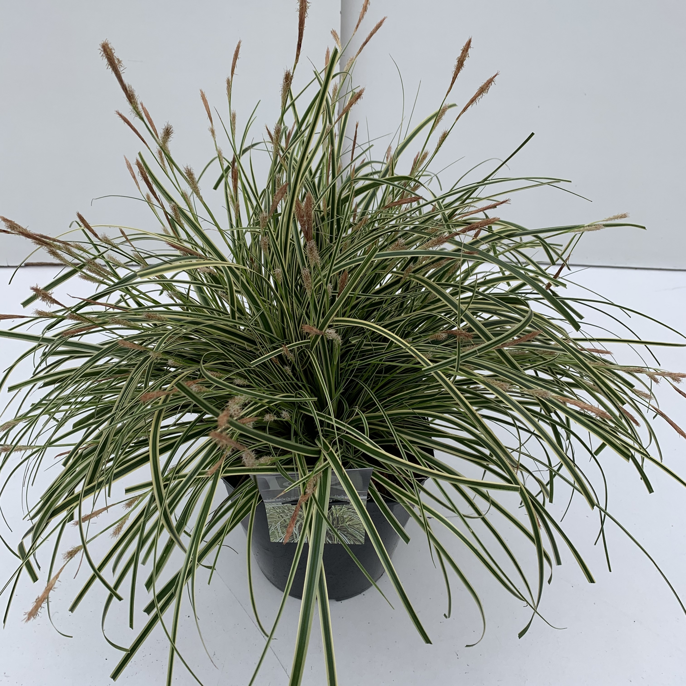 Planta naturala H35cm Carex oshimensis 'Evercream' PS23/ in pamant