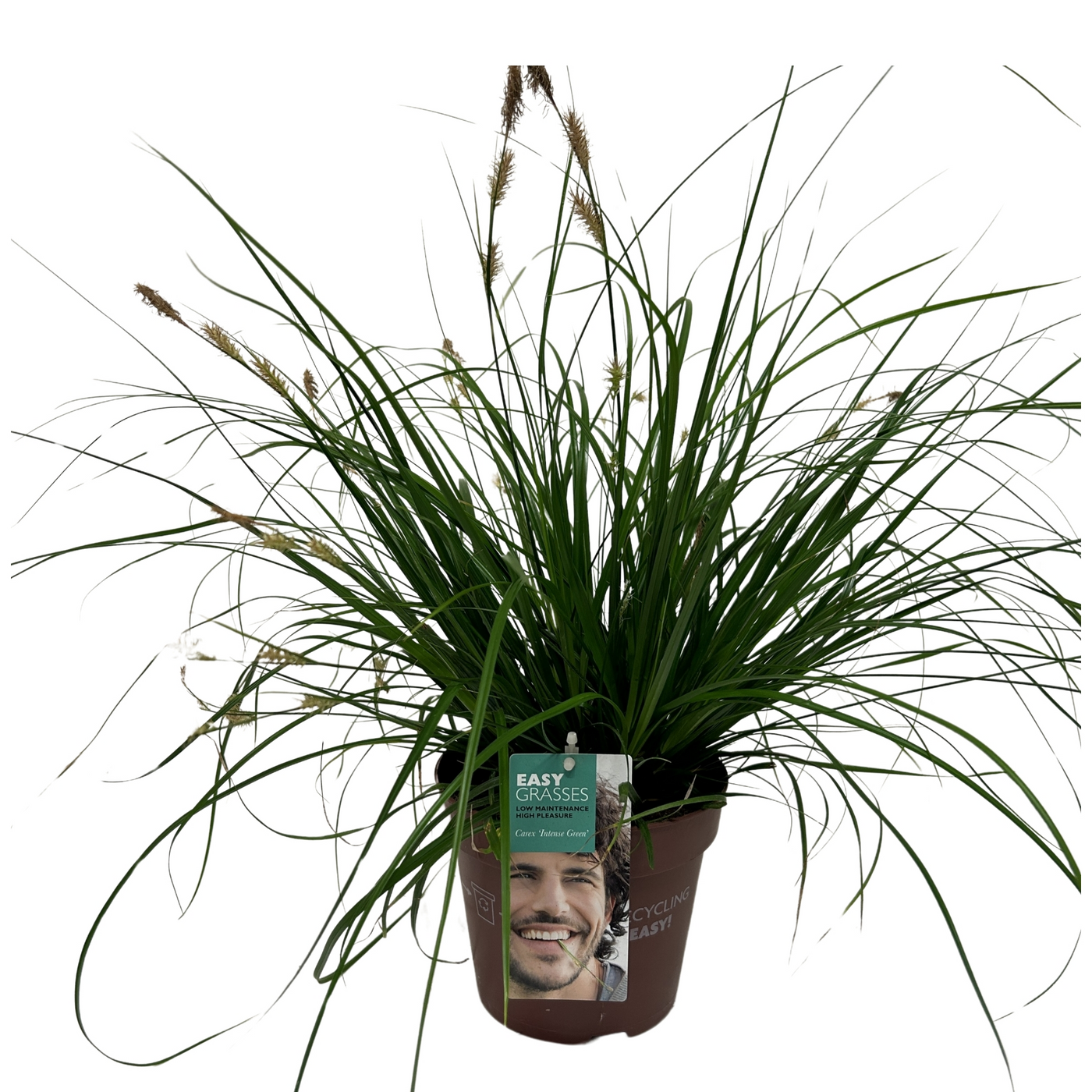 Planta naturala H35cm Carex oshimensis 'Intense Green' PS17/ in pamant