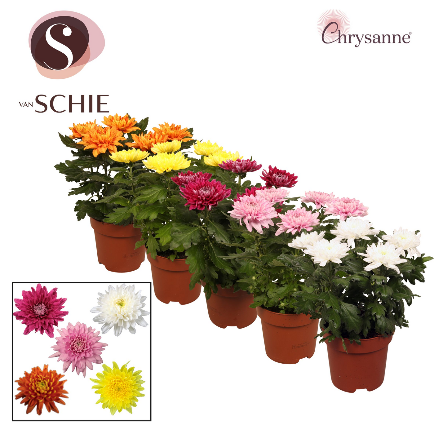 Planta naturala H35cm Chrysanthemum Zembla Next Mix PS17/ in pamant