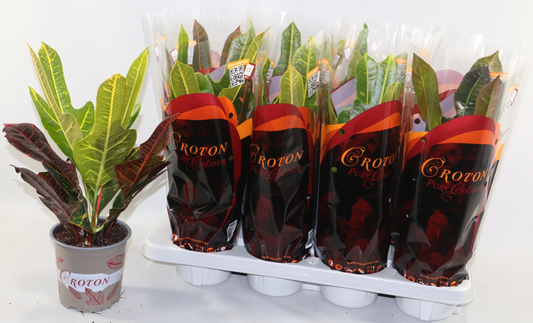 Planta naturala H35cm Codiaeum variegatum 'Excellent' PS13/12cm in pamant