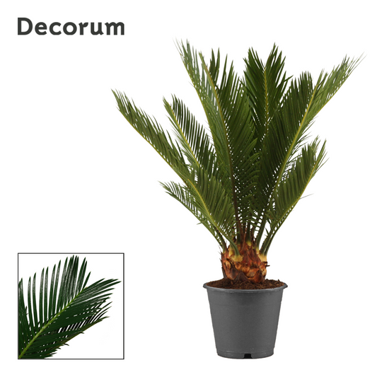 Planta naturala H35cm Cycas revoluta PS12/ in pamant